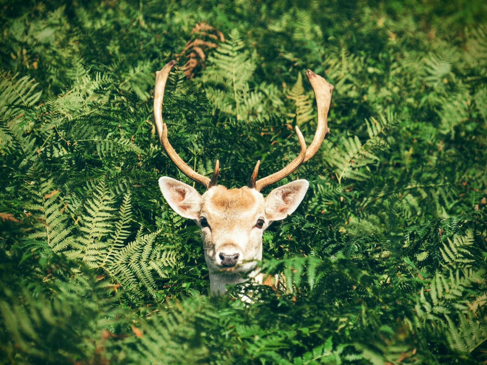 Fallow deer buck in woodland